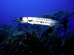 WEARING SHINY ARMOUR THIS BARRACUDA PATROLS THE REEF! Thi... by Steven Anderson 